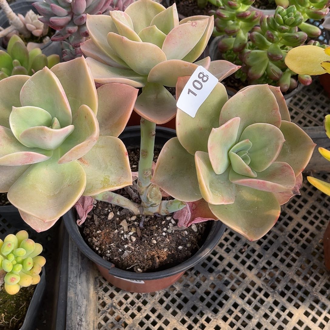 贺氏。  108。 有砍