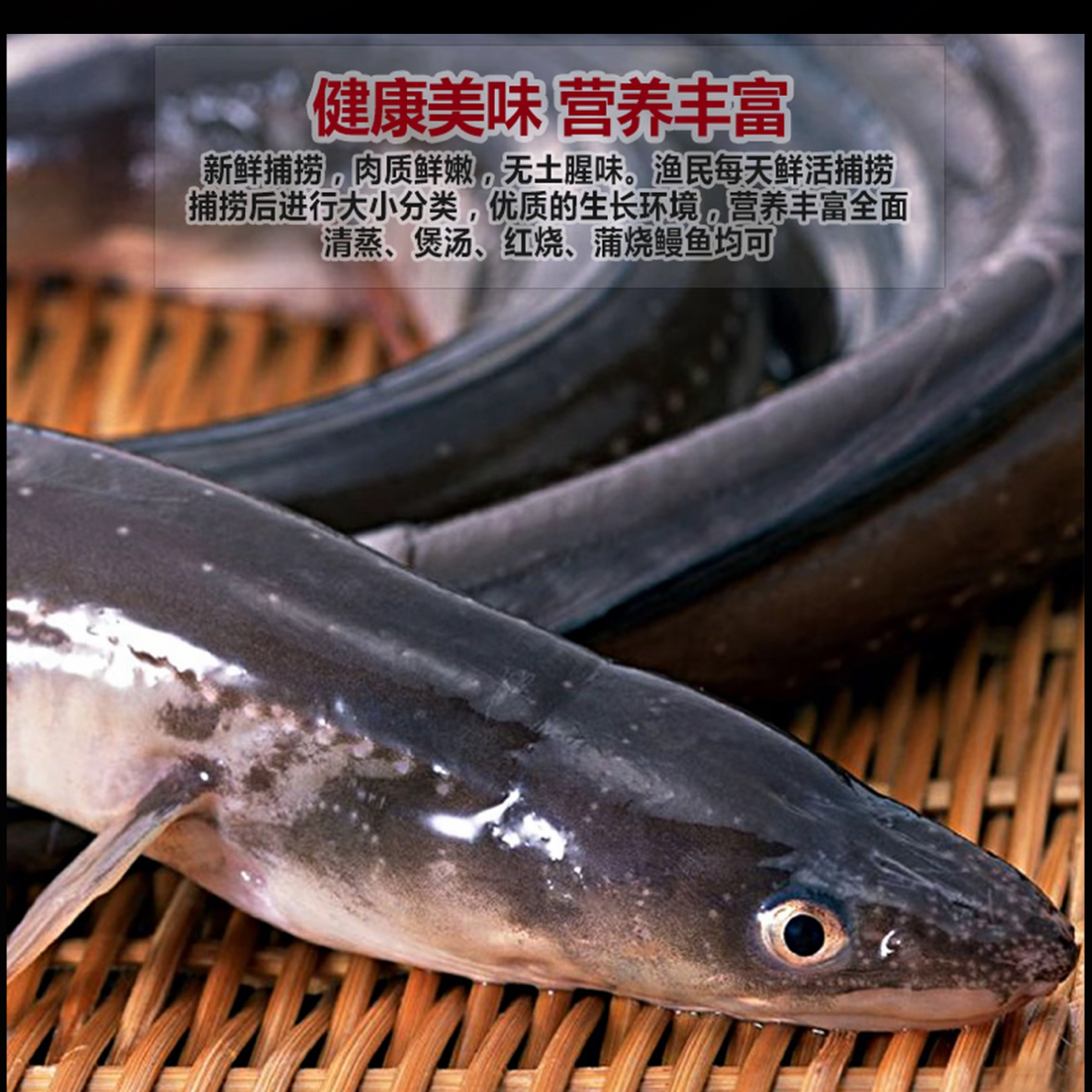 大湖生态放养淡水新鲜白鳝鳗鲡白鳗水中软配送