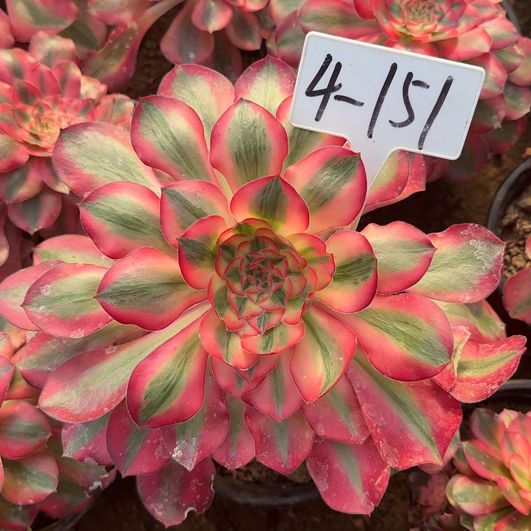 4-151爱丽丝多肉法师多肉