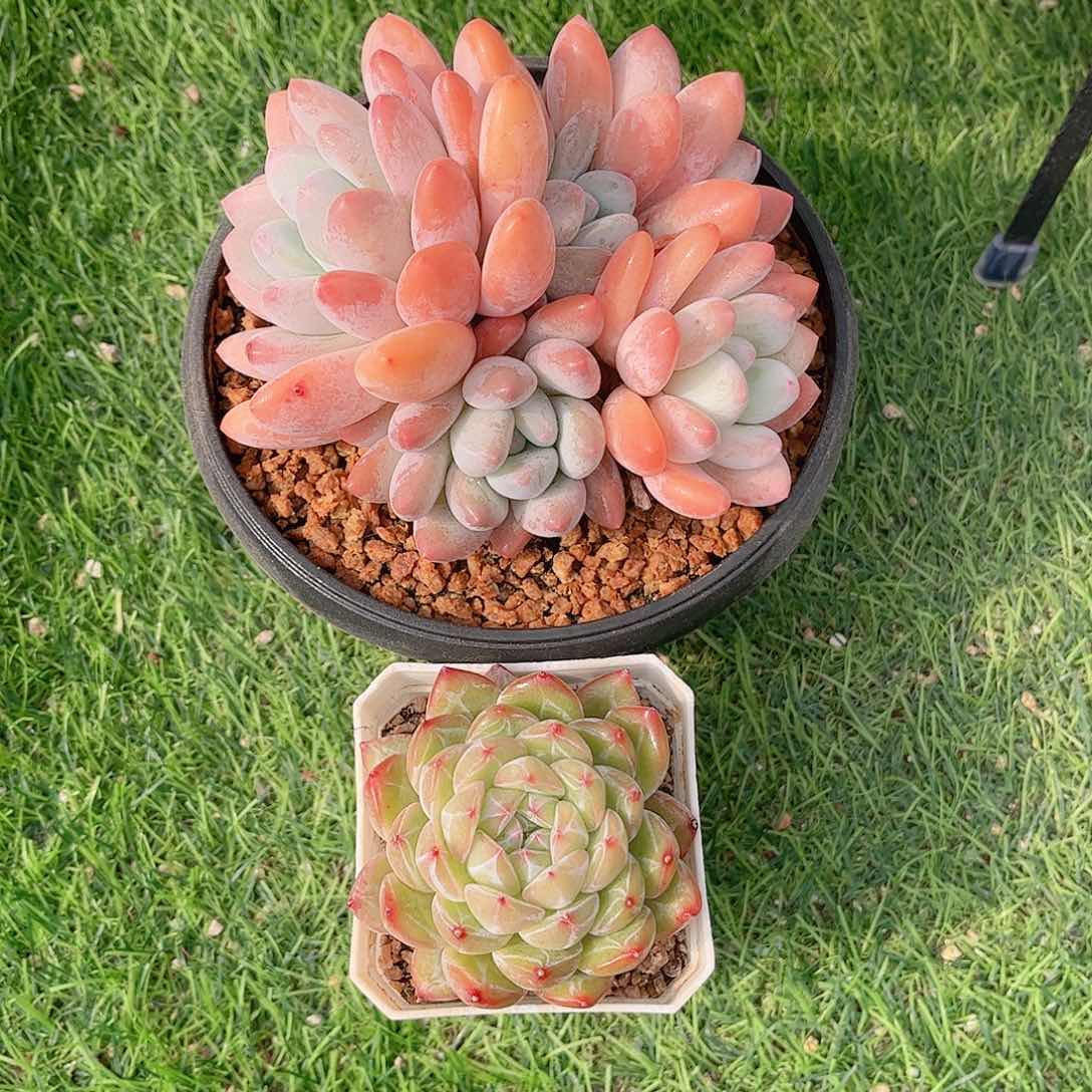 福利组合两颗多肉