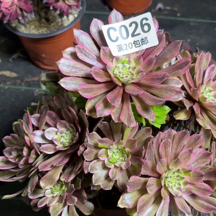 瑞妈一物一拍026