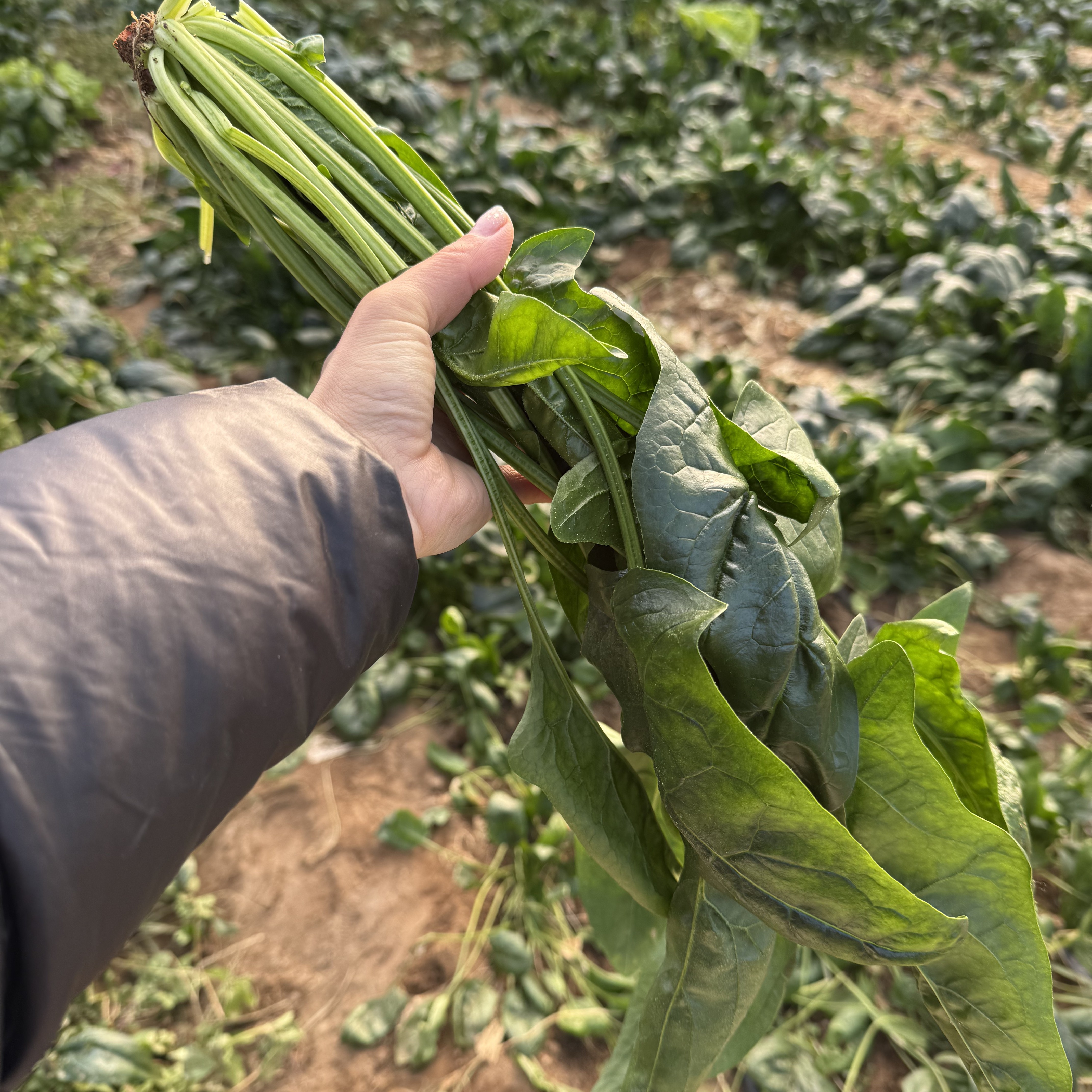 绿养道新鲜蔬菜现拔菠菜