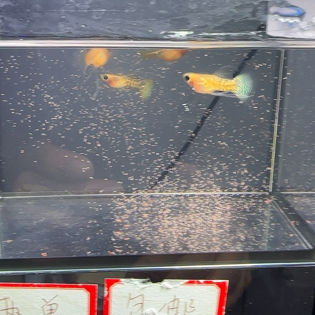 孔雀鱼黄蕾丝玻璃猫c四条