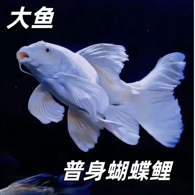 蝴蝶鲤直播拍鱼链接  看好下单 开叉卷鳍掉鳞不售后