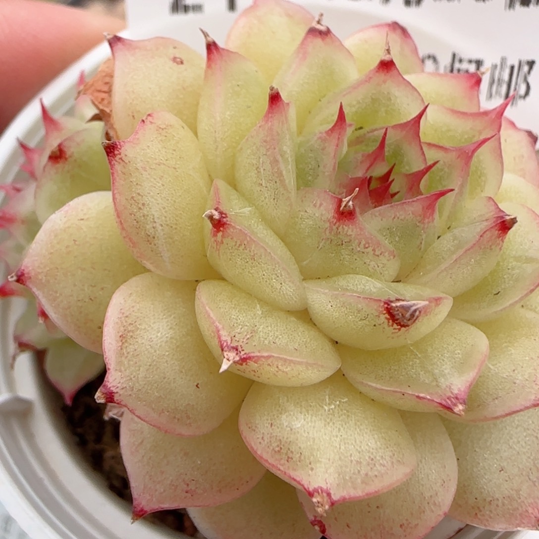 花语多肉1223-211海王散