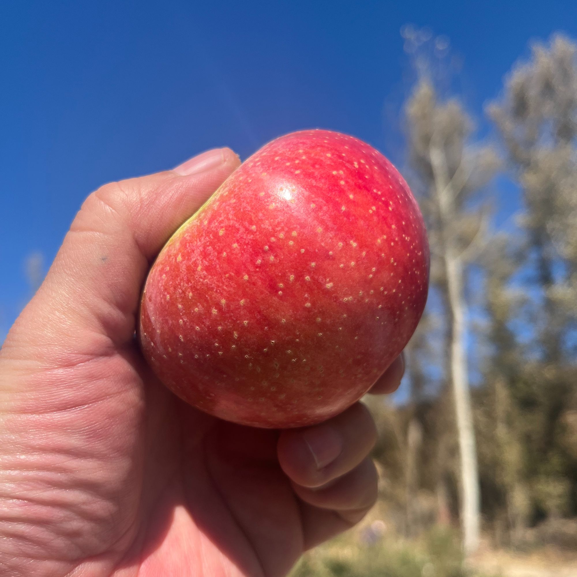 【北京地区专拍】老品种国光苹果3斤 5斤 承德县小国光河北省