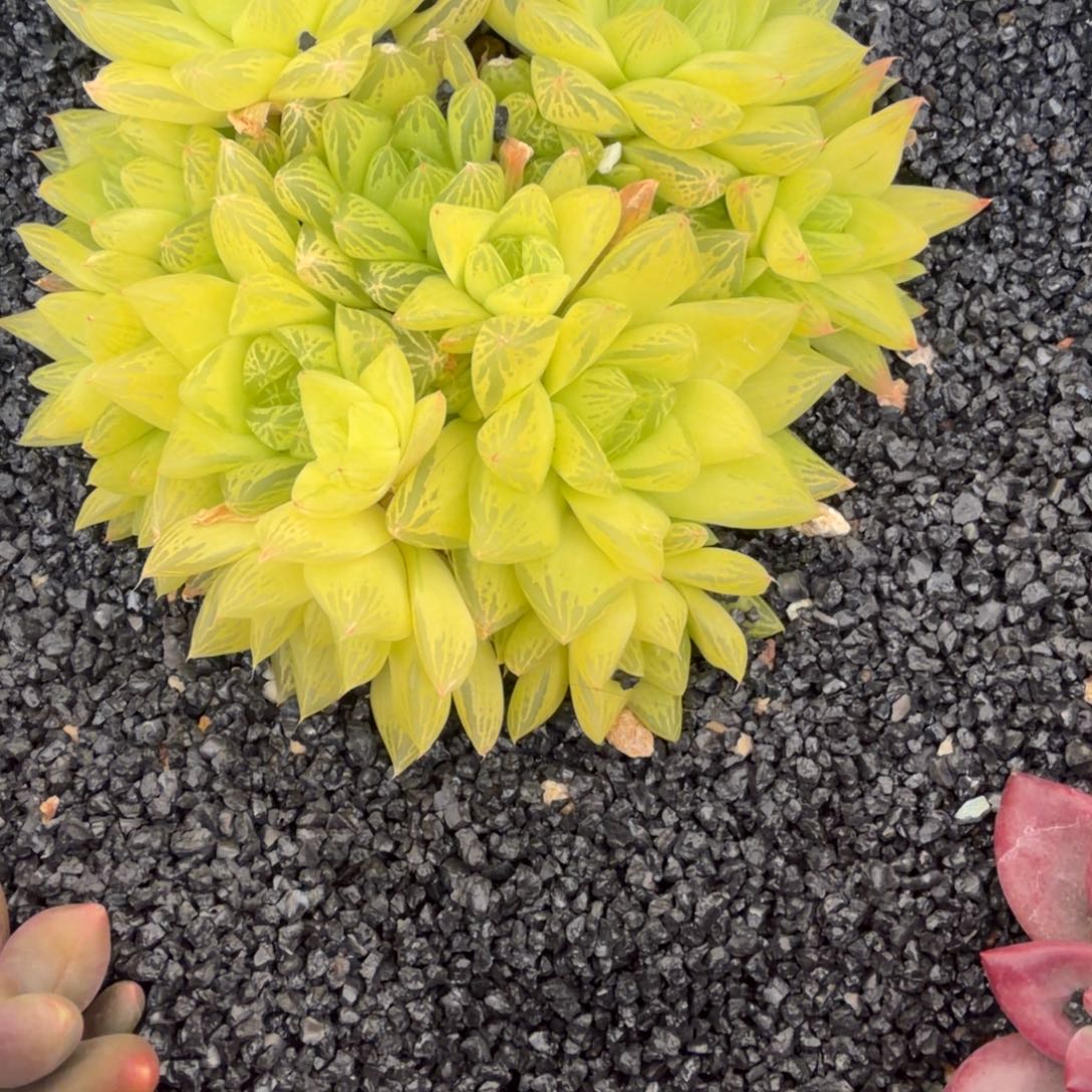 ****～一物一拍玉露群07