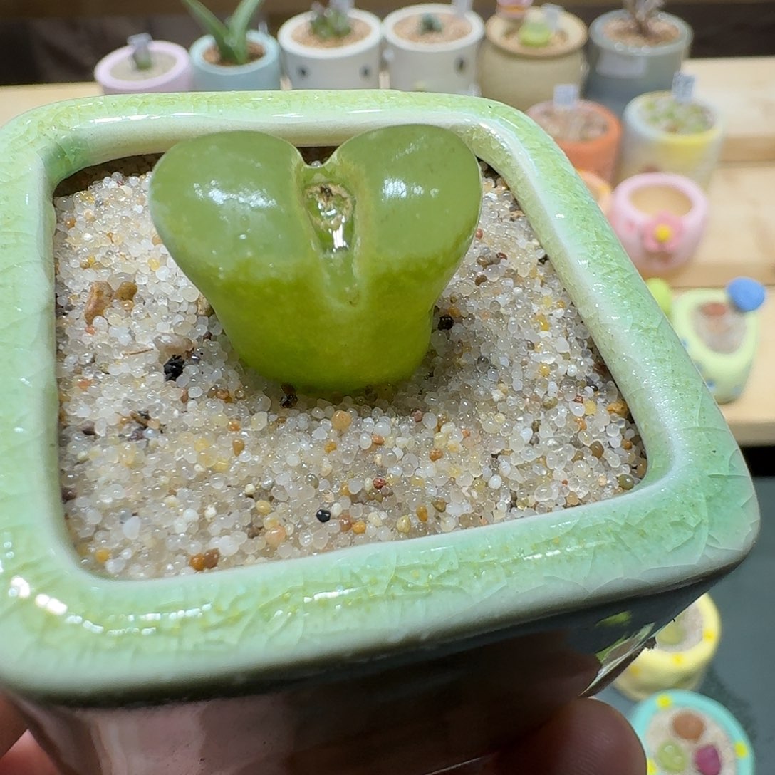 红陶蘑菇219风铃