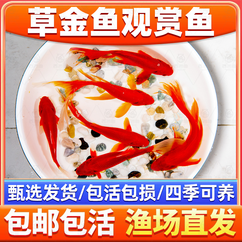 草金鱼活鱼锦鲤鱼苗观赏鱼淡水鱼冷水鱼小型耐活活体小金鱼红草金