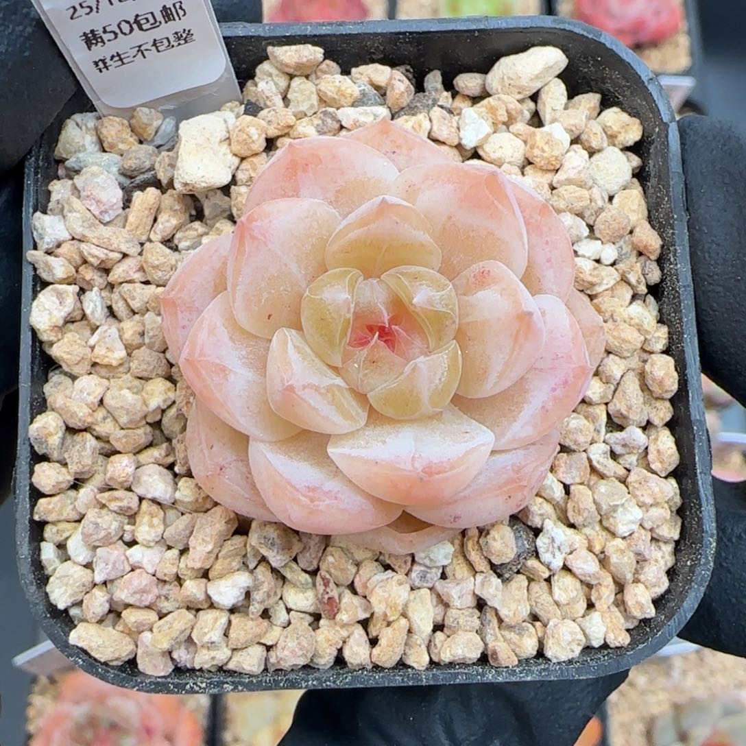 021   孤品  5厘米盆