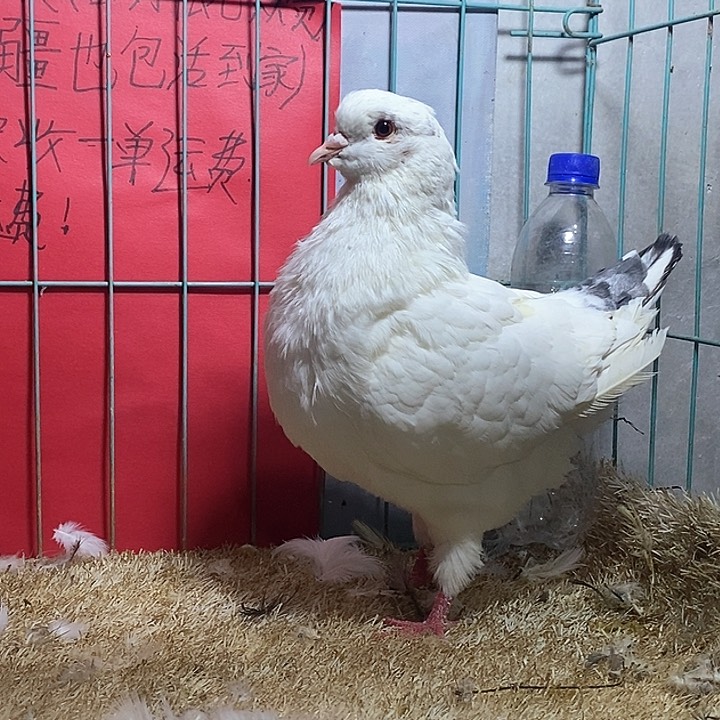 3中国大陆散装白花