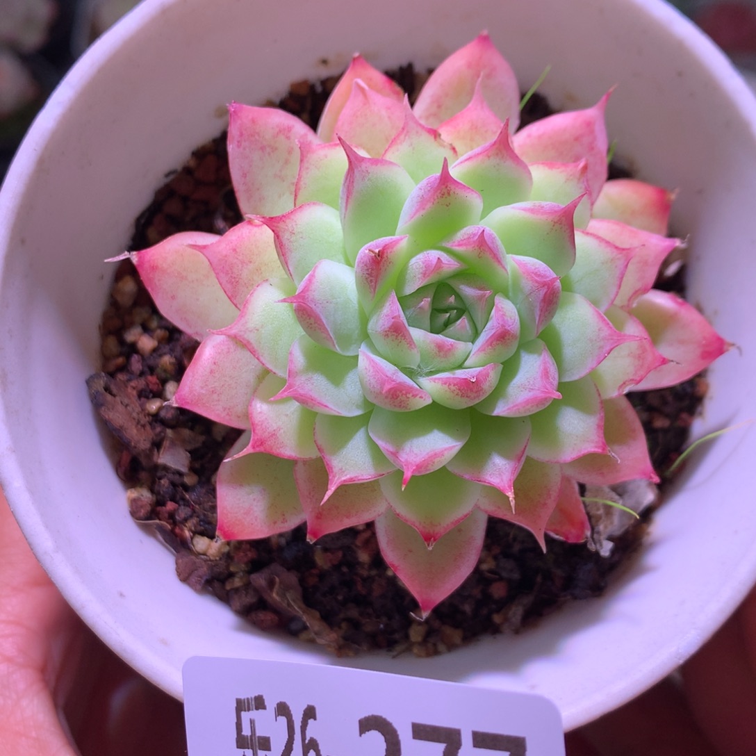 乐然26-277 女王玫瑰 