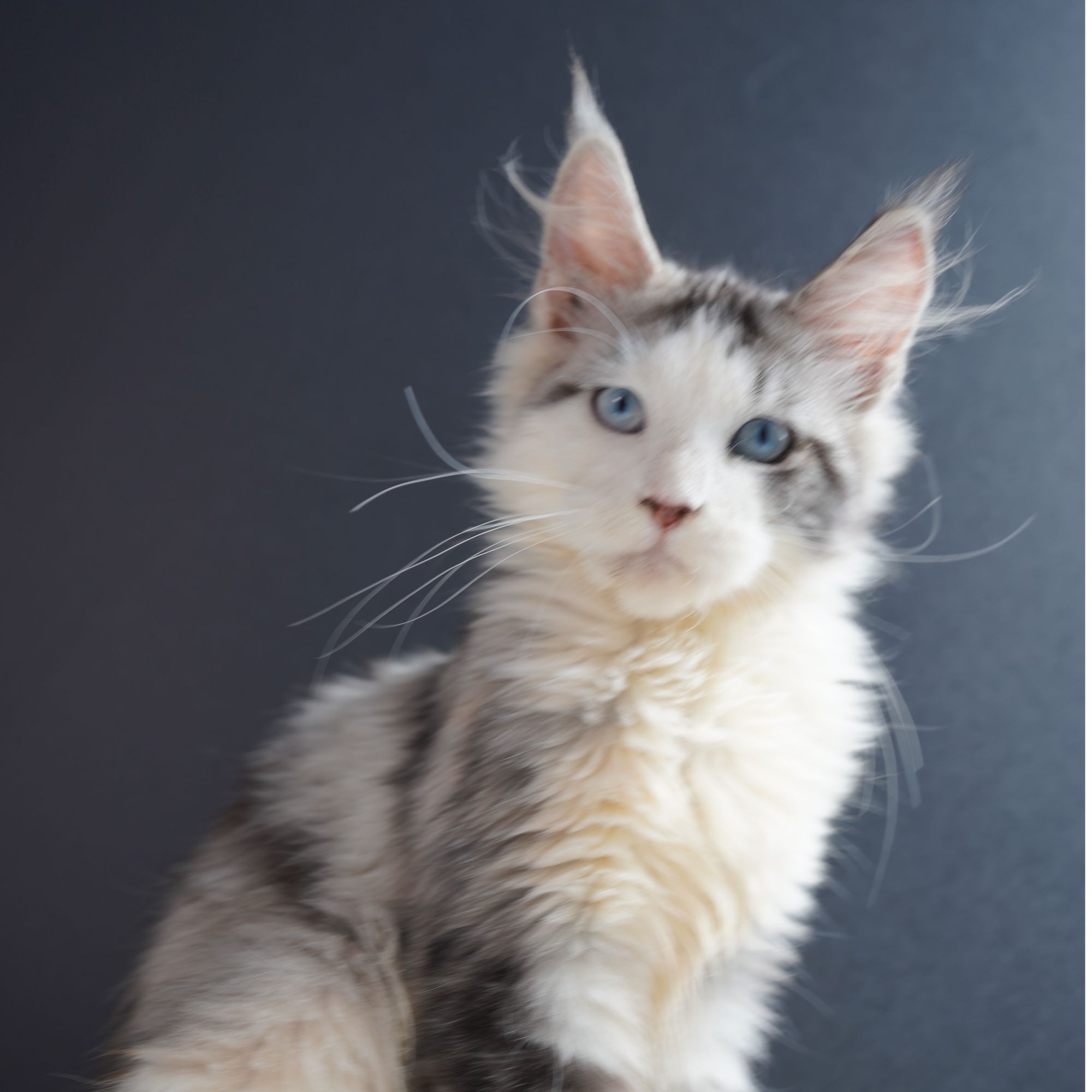 蓝眼三花缅因妹妹俄系血统纯血缅因猫宠物幼猫