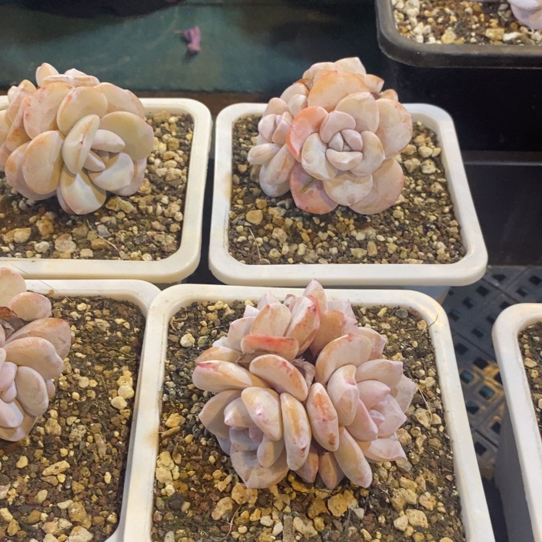 四头雪莲，1234567894