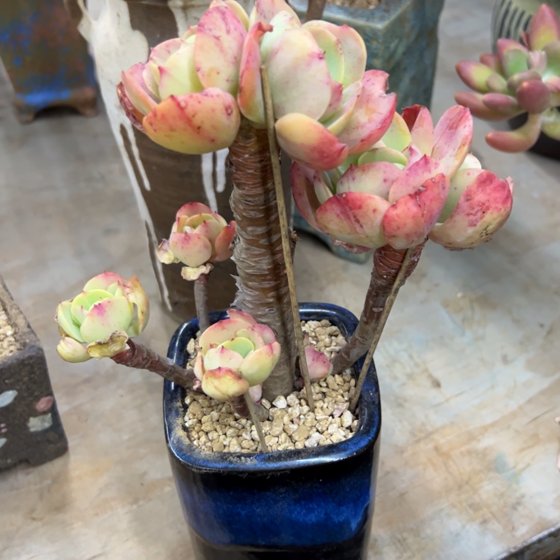 碧桃38 零零多肉植物