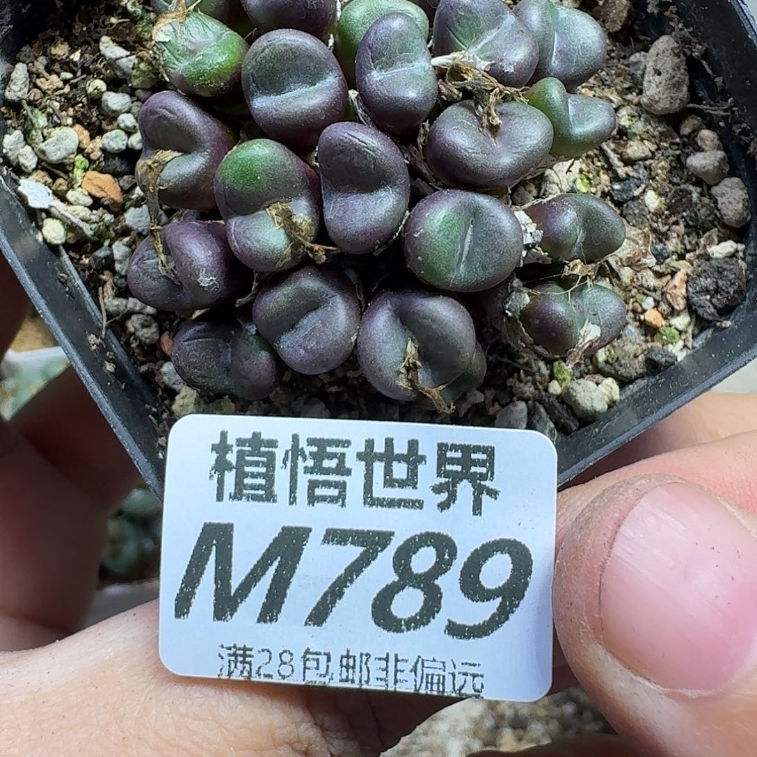 多肉植物的人生ghjk