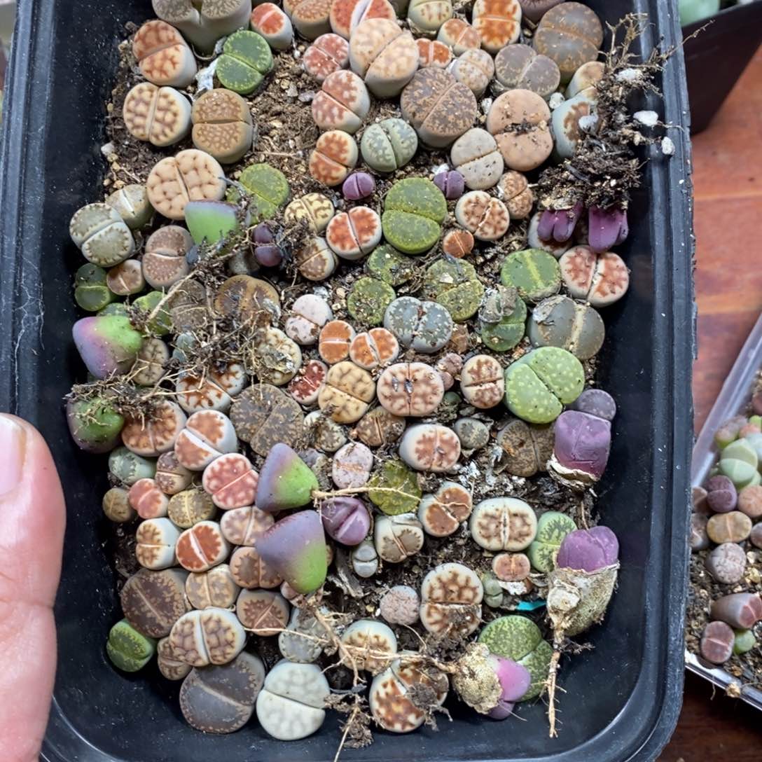 *****多肉蛋炒饭，感谢您相伴559