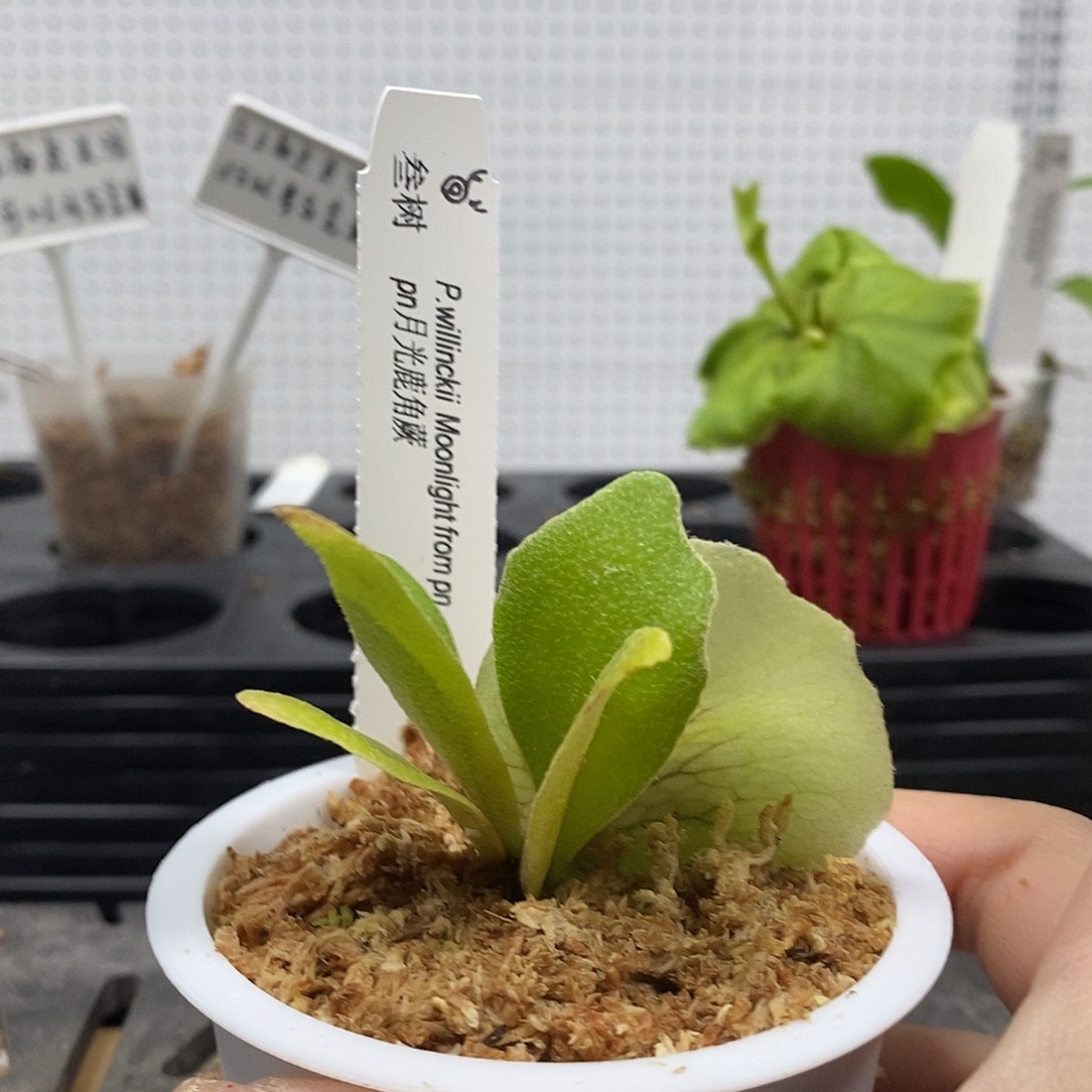 无花朵pn月光鹿角蕨