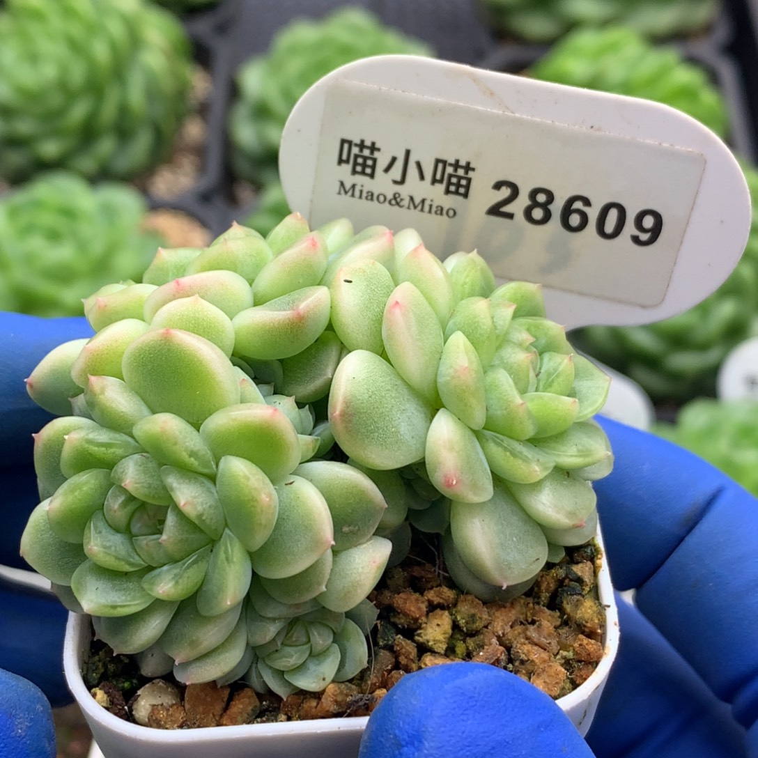多肉植物杂交珍妮