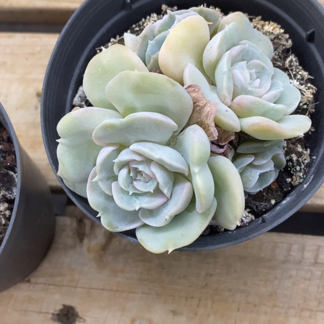 精品多肉一物一拍不包整308