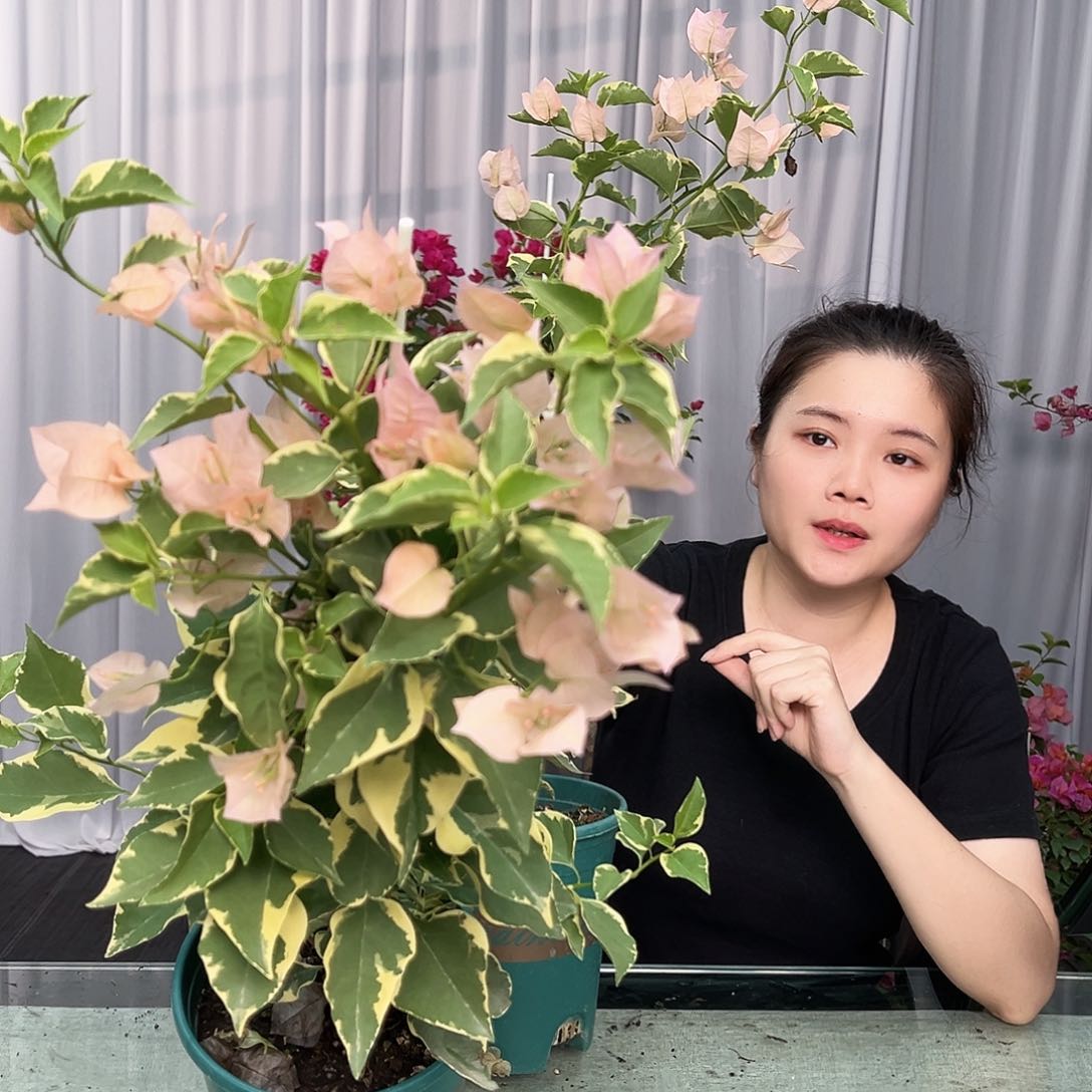 大部分开放少量花苞马斯带竹一颗