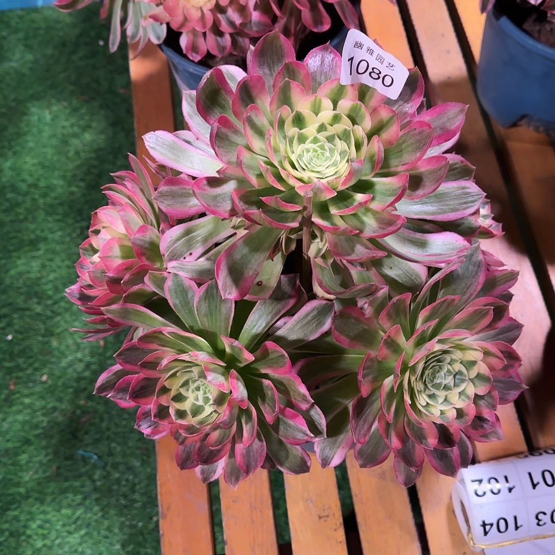 多肉植物海王1080