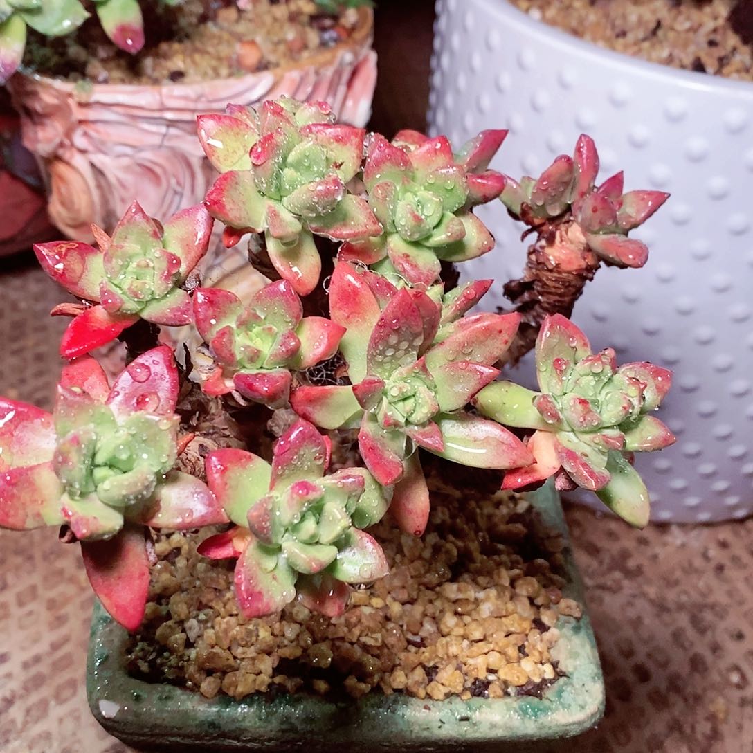 【闪购商品】哈哈哈哈青冈苹果叶多肉1616