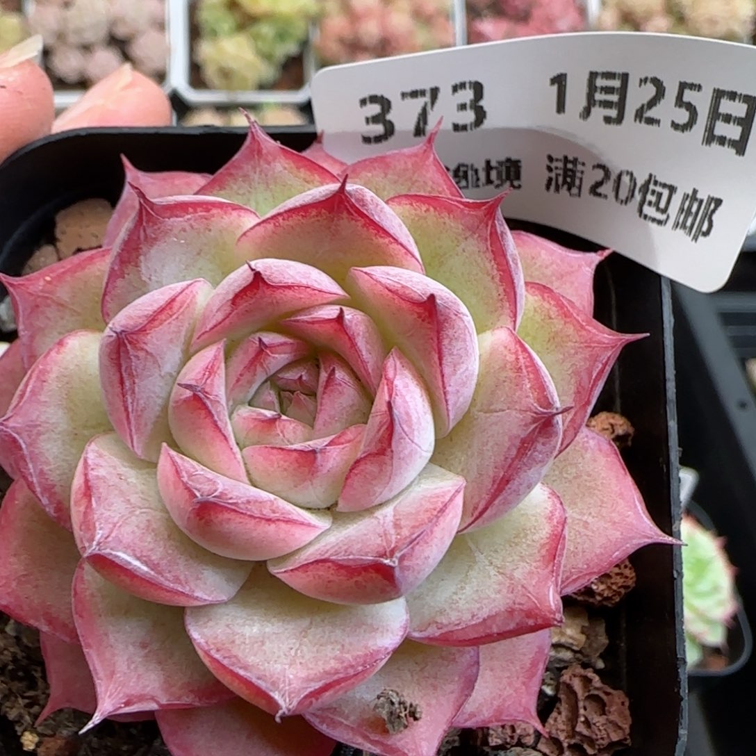 花语逸镜0125-373女王