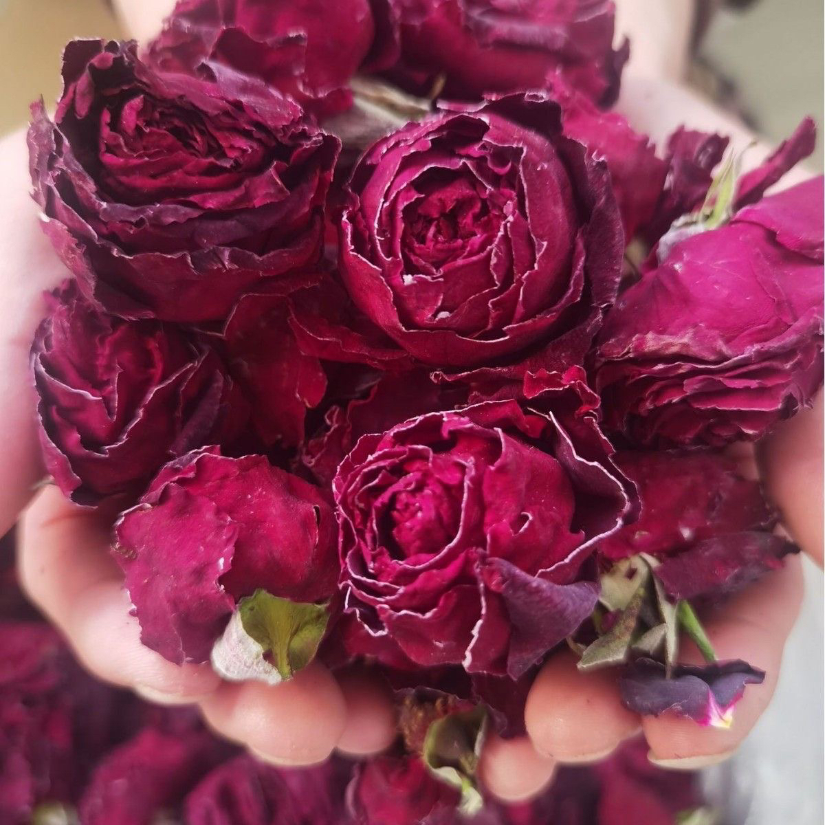 墨红玫瑰  集市现收 高端滋补 可搭配枸杞