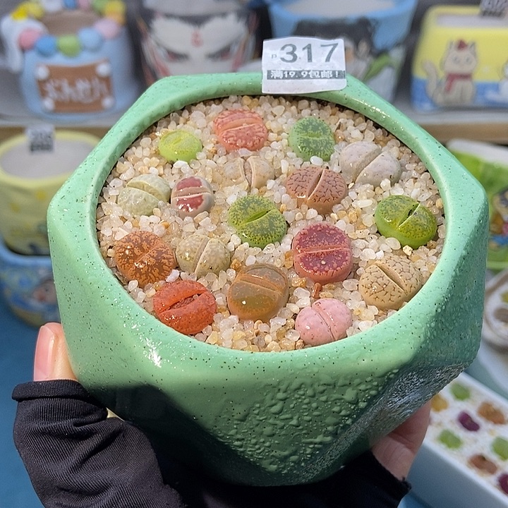 大舅生石花肉锥多肉317