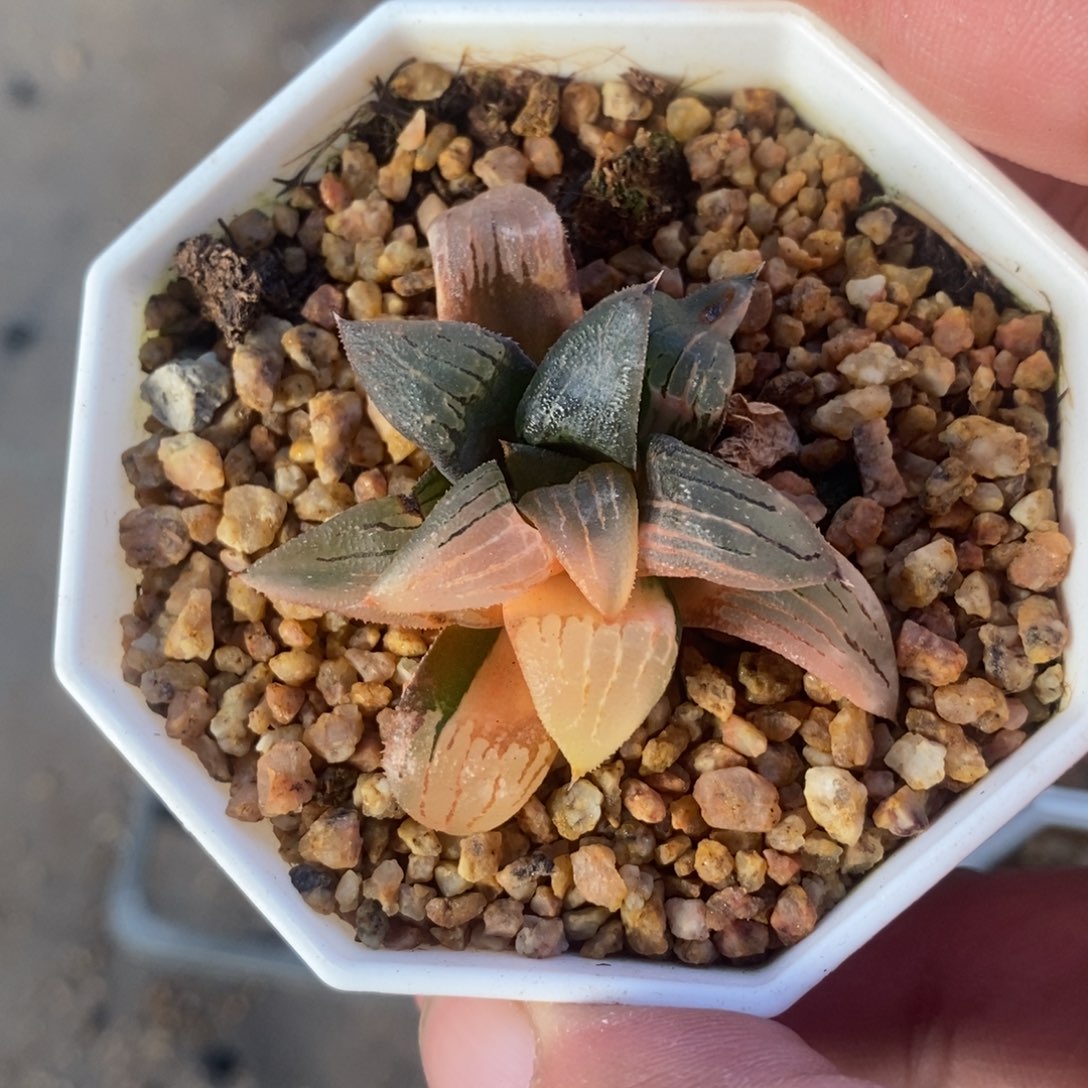 一颗实生磨面寿锦  特价