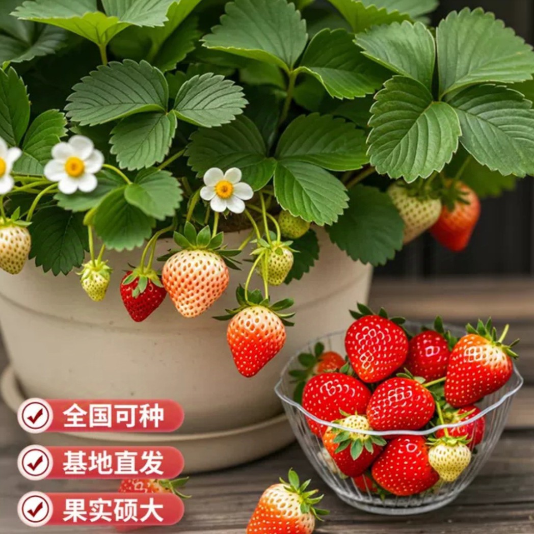 二十几种草莓5，10厘米杯苗及15加仑盆带土四季阳台种植盆栽