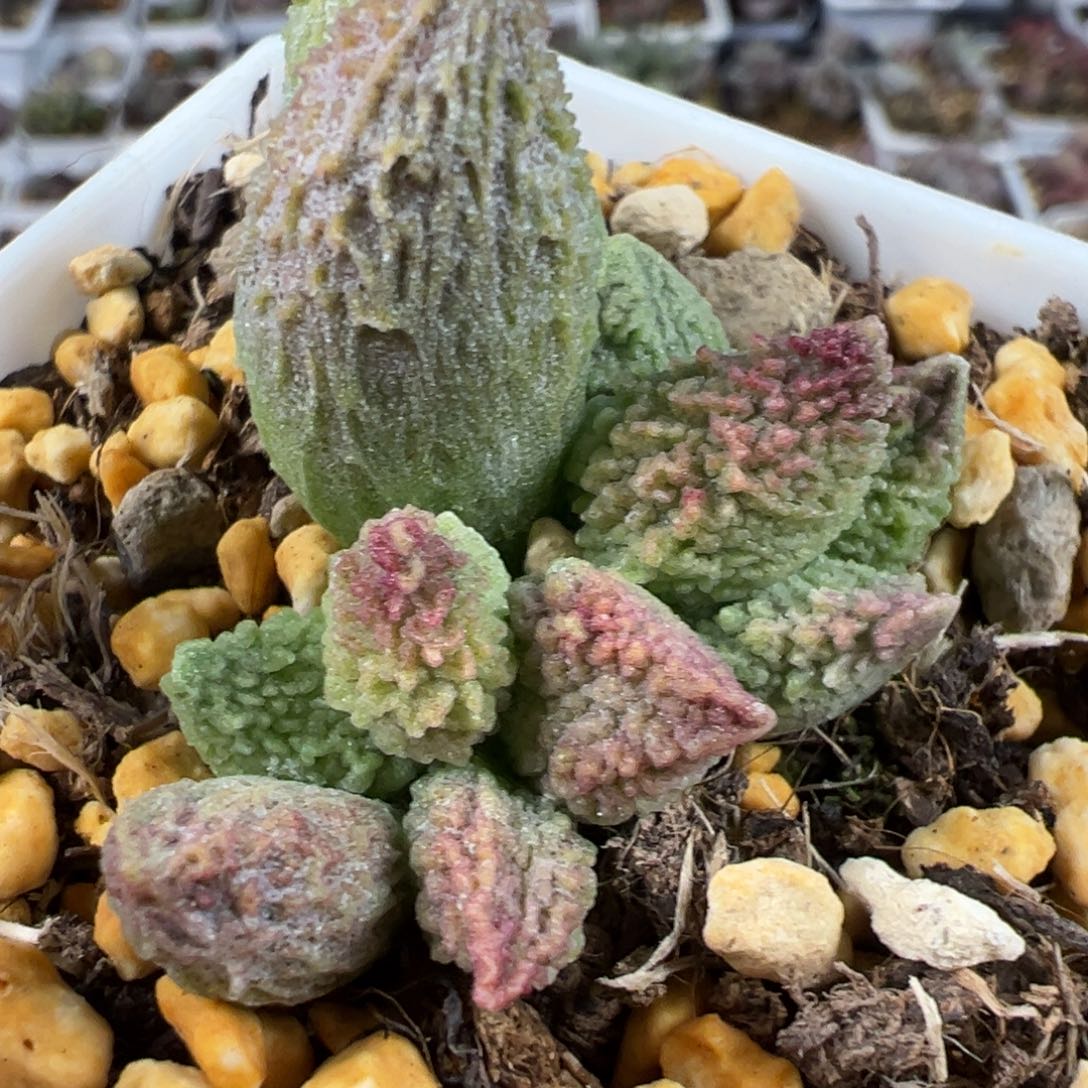 美系流沙大苗多肉植物水泡