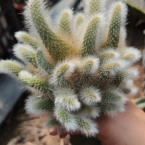 3178九尾狐缀化多头多头