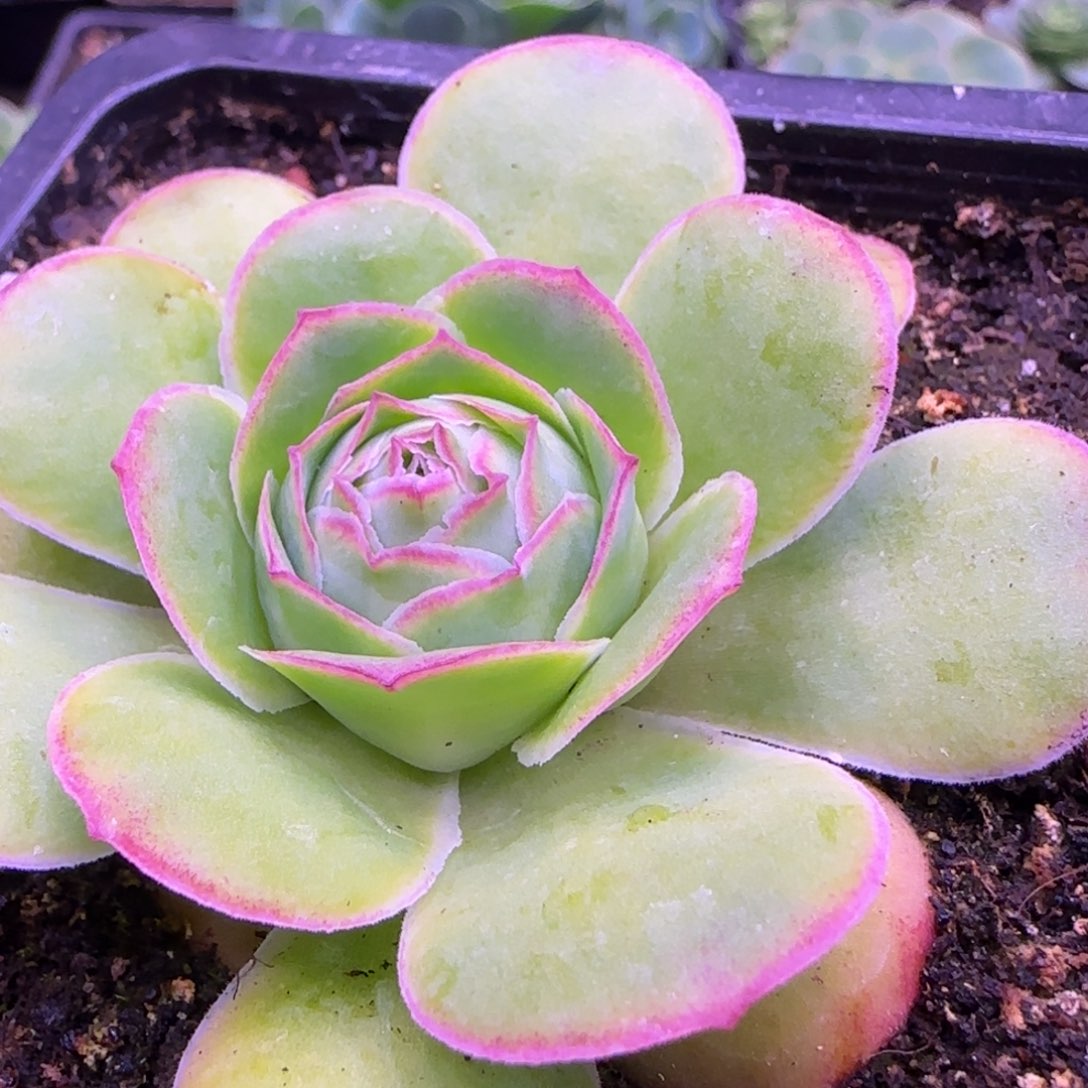 6.5厘米桃心玫瑰242424543