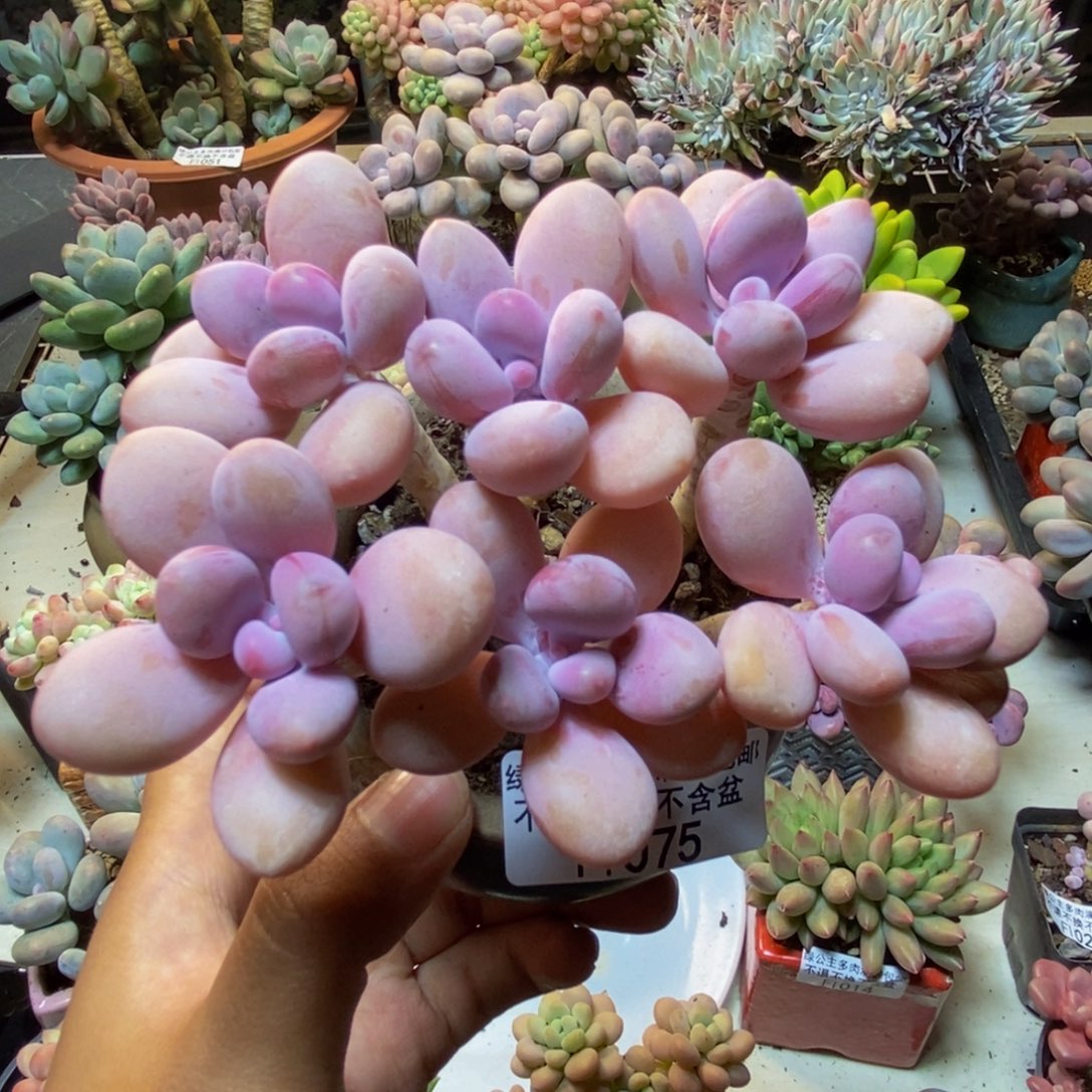 075糖果桃蛋多肉9c m