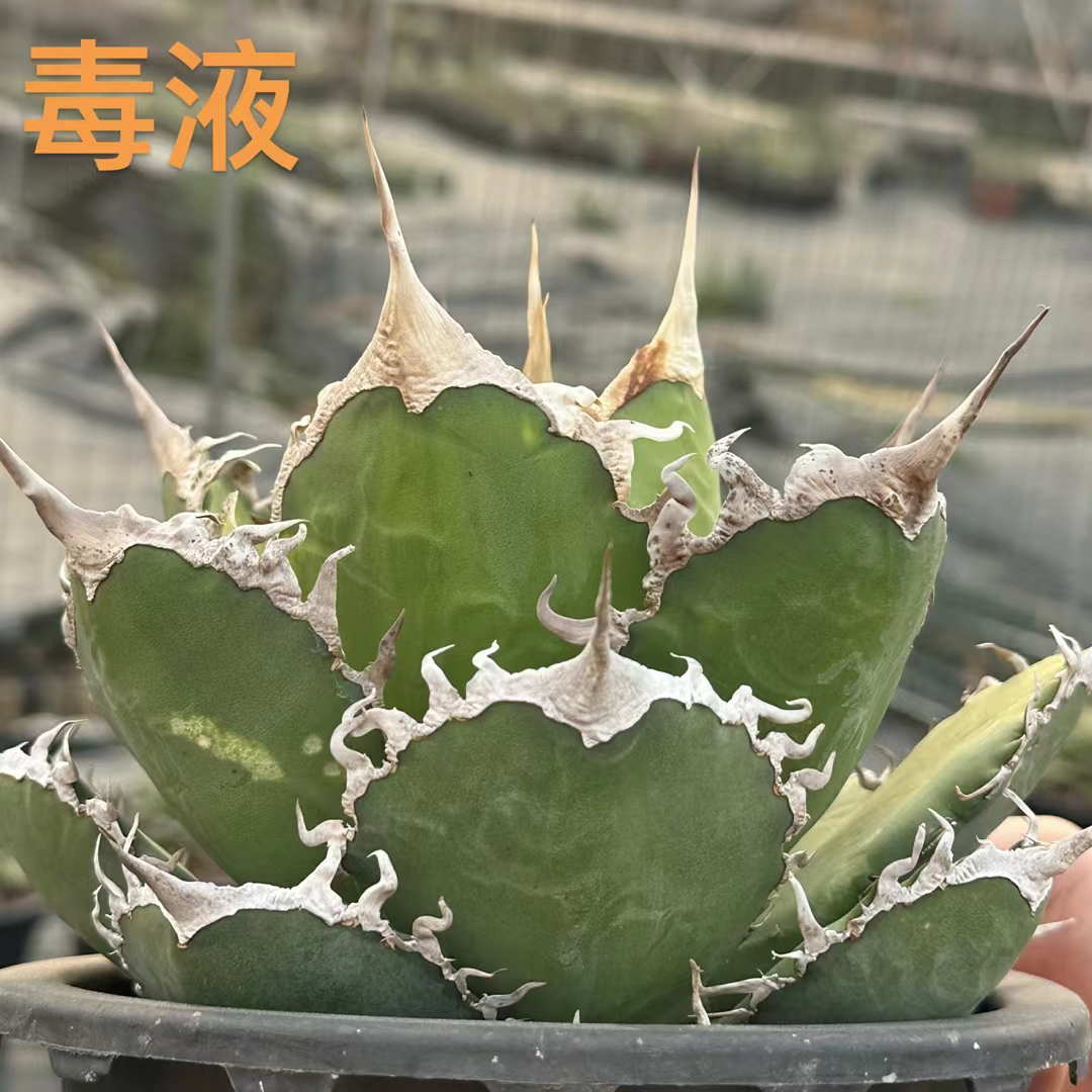 毒液 龙舌兰仁王冠