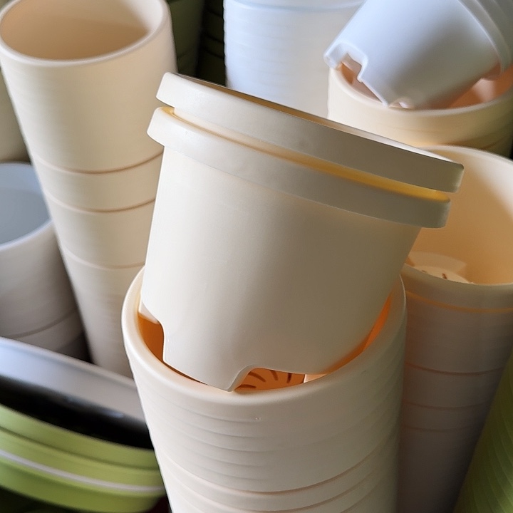 球根21口径10个无托米黄