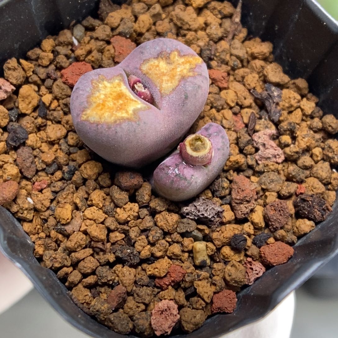 多肉植物肉锥杂交K-786 晒伤福利