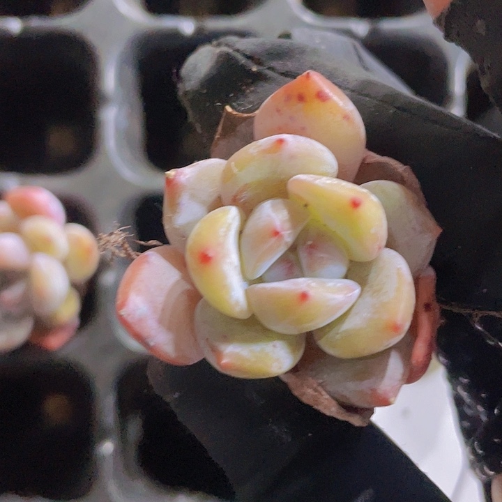 42精品冰糖橙2颗一组