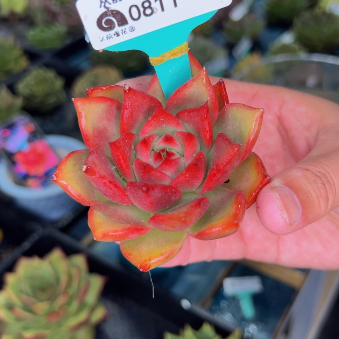 多肉一物一拍0811-124