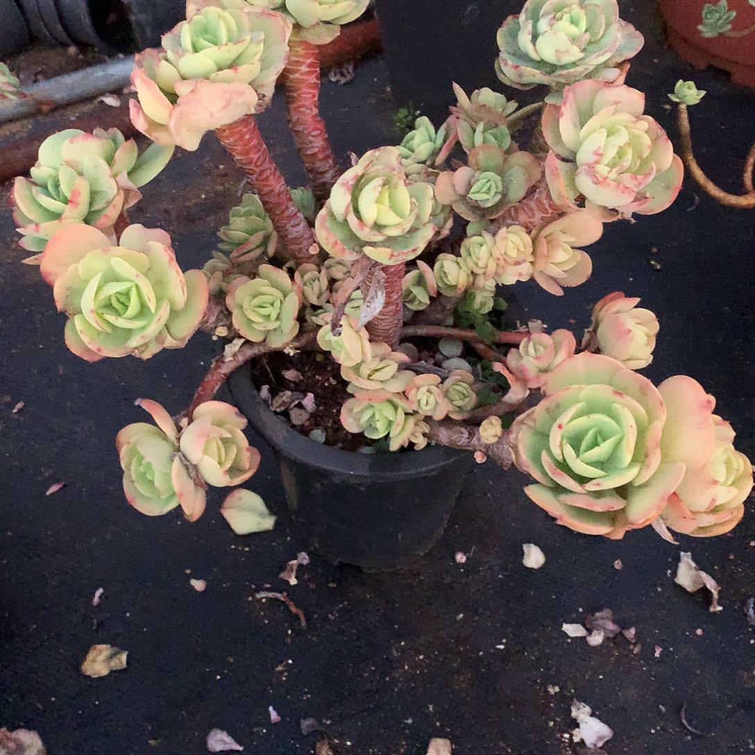 碧桃瑕疵不售后一物一拍