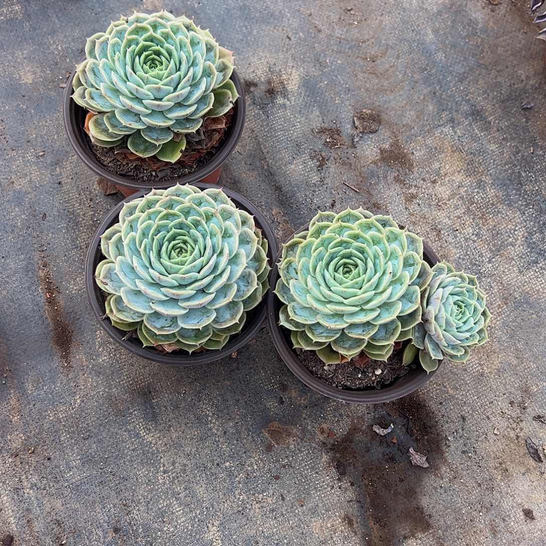 昂斯诺大单头精品特价三盆