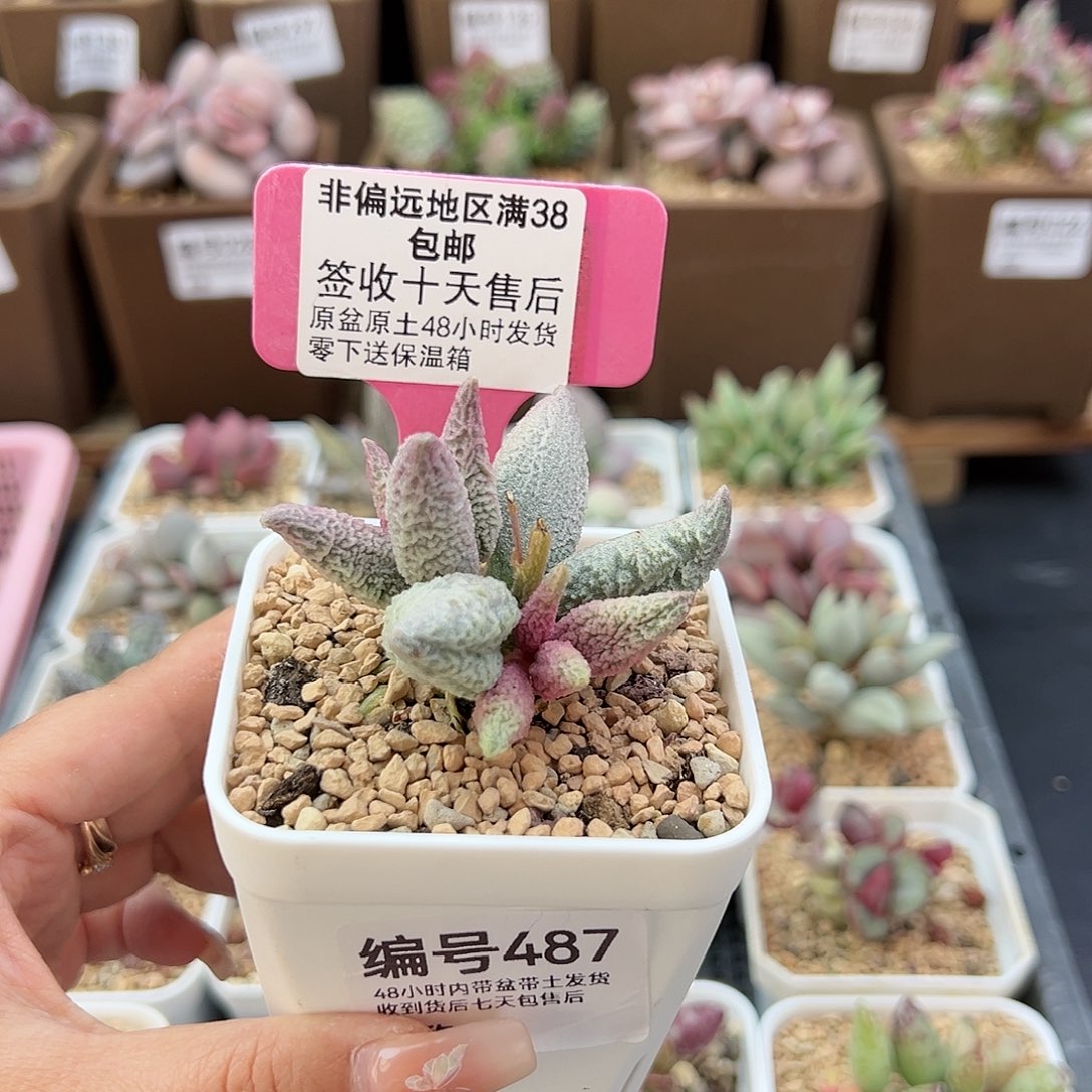 487融冰多肉植物