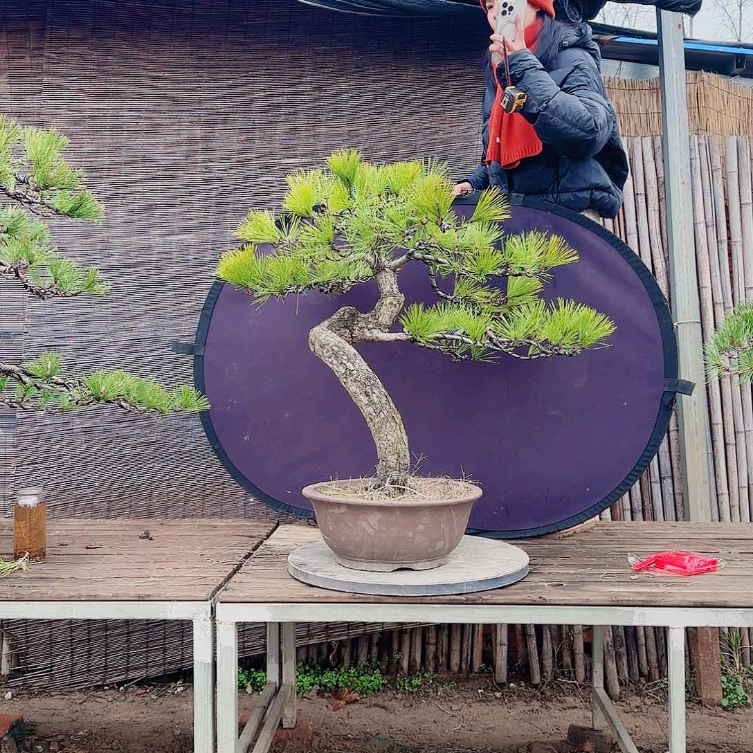 昌***盛完全开放黑松盆景直播间