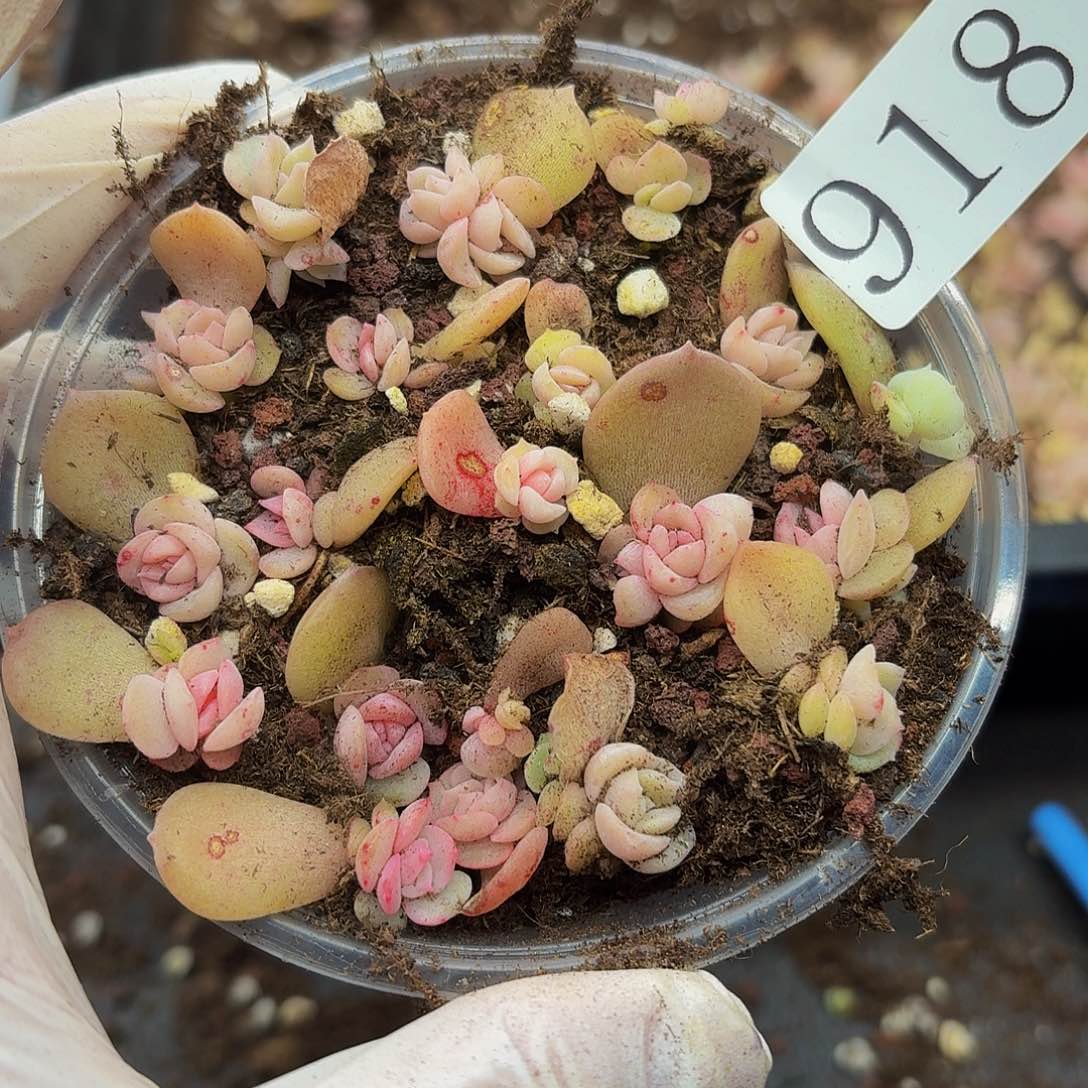 多肉植物多肉植物918