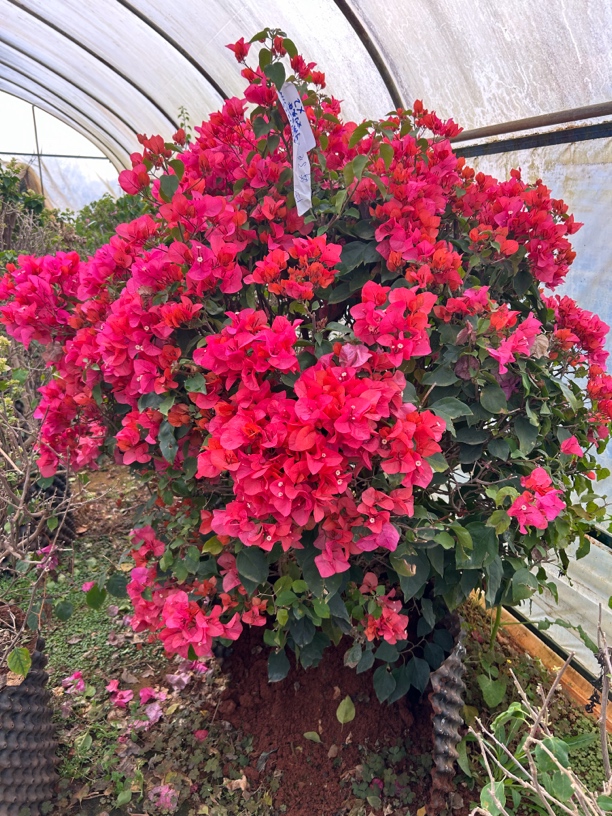 彩花 打木架一物一拍-- 多年苗 花期长可爬藤庭院阳台开花植物