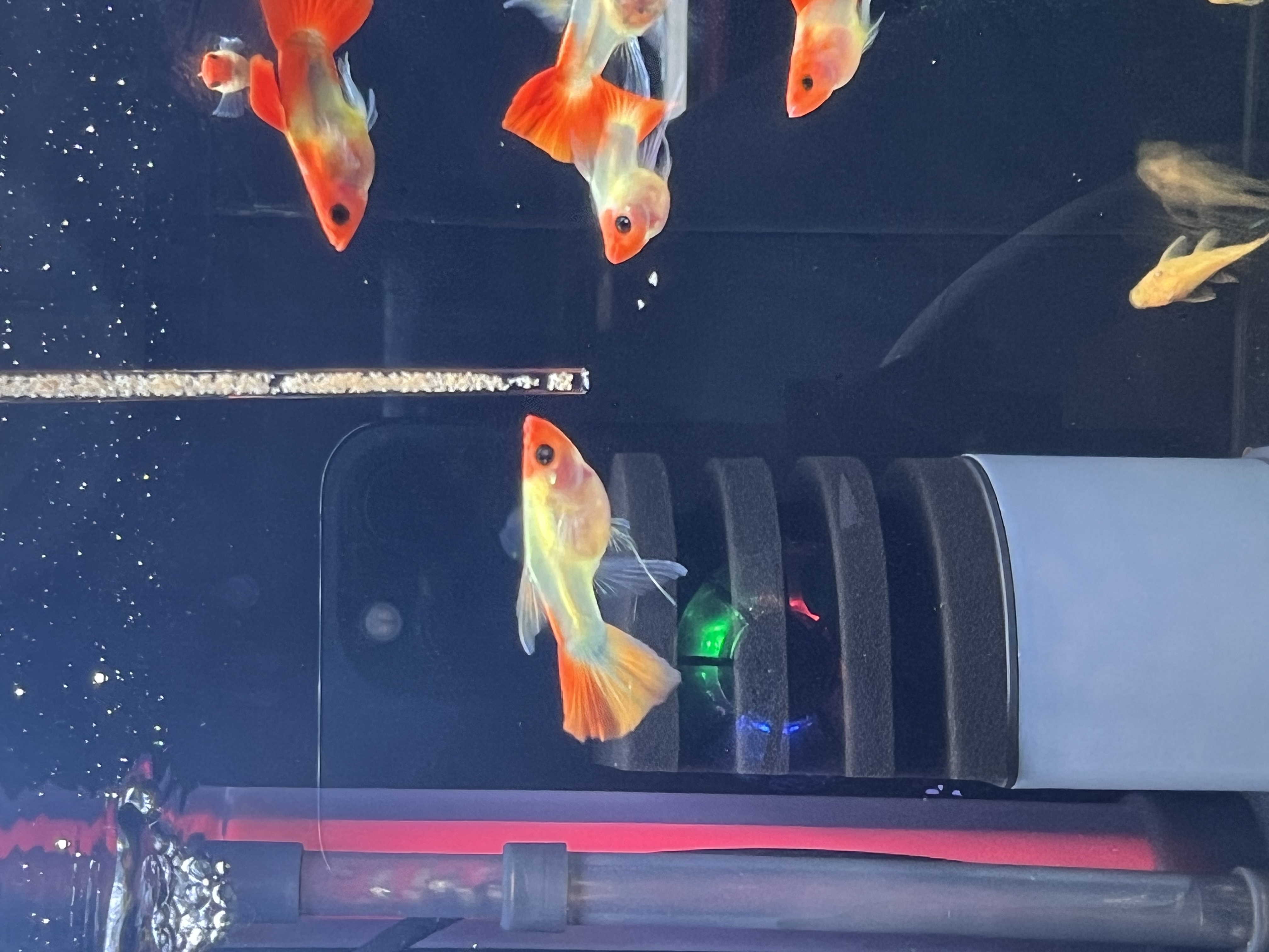 深海蓝贵族玻璃猫大C孔雀鱼