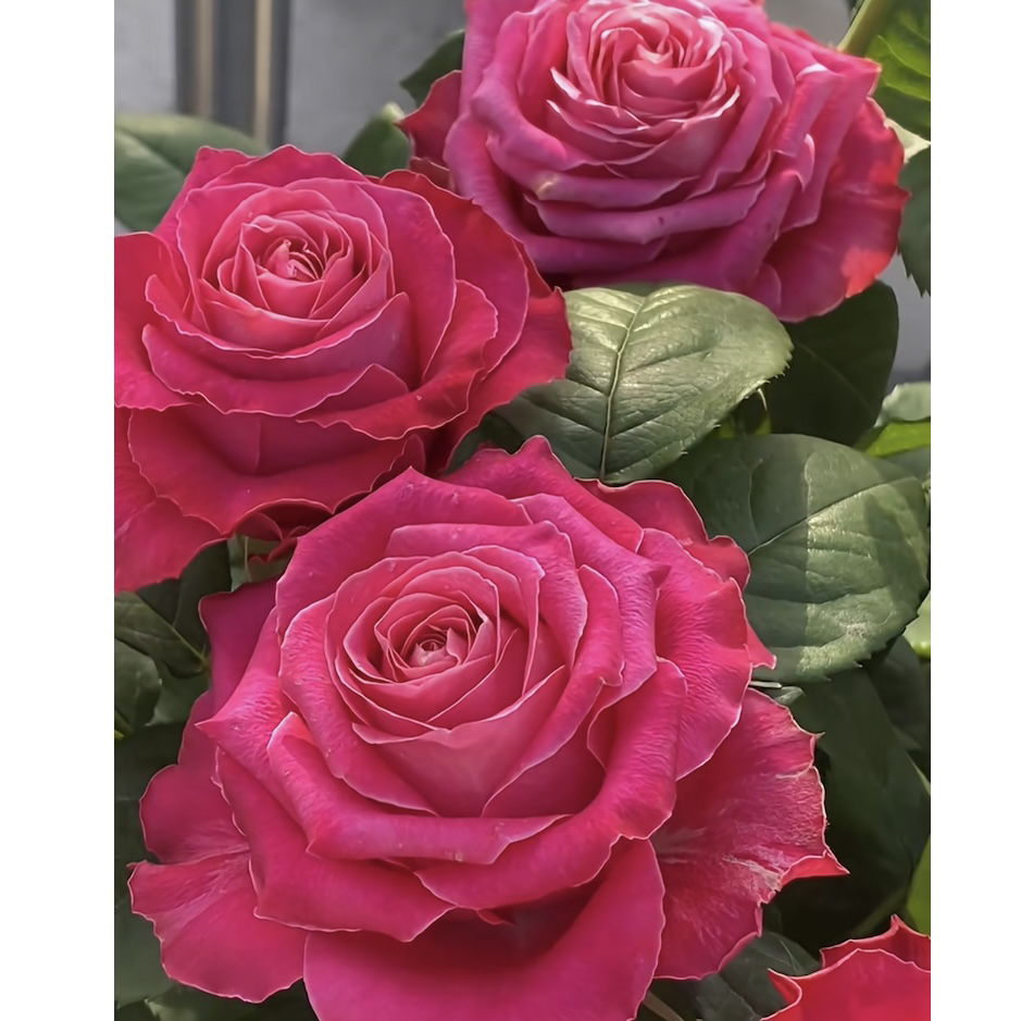 精品贵货【电影明星】无刺高杯大切花 2加仑根接苗原盆原土云南发货