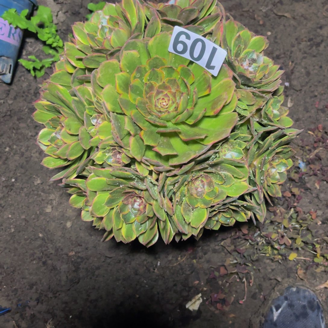 半夏法师16////35包邮